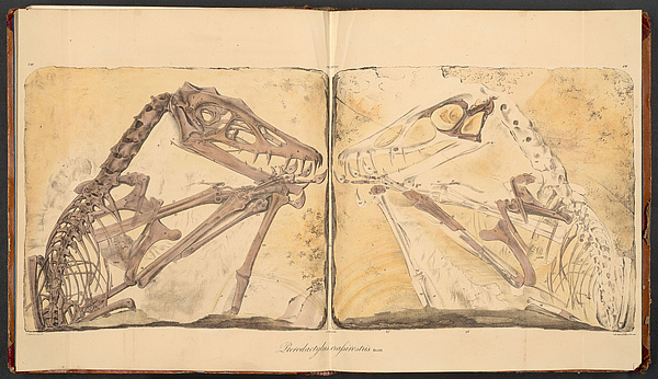 UBL: Pterodactylus, Allg. N.W. 145:15 (1831)